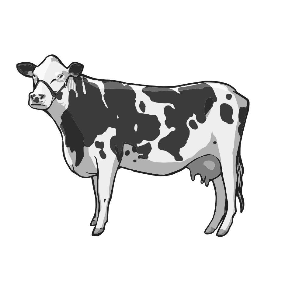 Dairy Cow Coloring Page